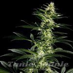 ! Himalaya Gold