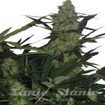 ! AK-47 Auto