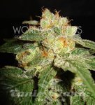 WORLD OF SEEDS - Privilege