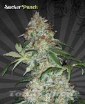 AUTO SEEDS - Sucker Punch