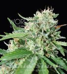WORLD OF SEEDS - Brazil Amazonia