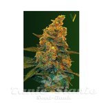 Victory Seeds - Auto Blue Dream