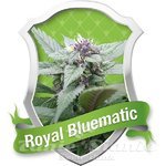 ROYAL QUEEN SEEDS - Royal Bluematic Automatic