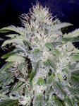 MEPHISTO GENETICS - 24 Carat