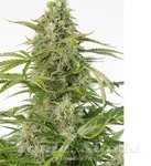 DINAFEM - Cheese Autoflowering (CBD)