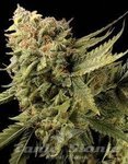 DNA GENETICS - Lemon Skunk
