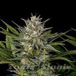 HUMBOLDT SEED - Pineapple Skunk