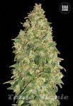 BULK SEED BANK - Dubai Poison