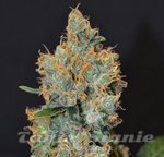 WORLD OF SEEDS - Tonic Ryder CDB