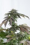 DINAFEM - Bubba Kush CBD