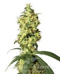 WHITE LABEL - White Widow Automatic