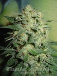 FANTASEEDS - Northern Lights