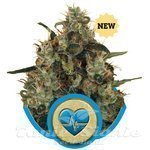 ROYAL QUEEN SEEDS - Medical Mass CBD