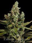 DINAFEM - Cheese