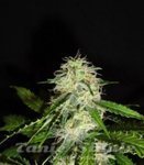 GREEN LABEL - Lemon Bud