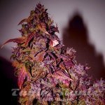 SHORT STUFF SEEDBANK - Auto Blue Himalaya