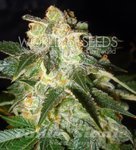 WORLD OF SEEDS - Pakistan Ryder