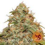 BARNEY’S FARM - CBD Lemon Potion Auto