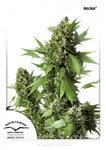 DUTCH PASSION - Auto Duck®