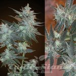 RESIN SEEDS - LA Ultra