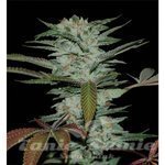 RESERVA PRIVADA - Sour Kush