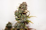 SEEDSMAN - Auto Mini Gun