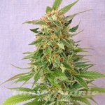 KANNABIA SEED - Ginger Punch Auto
