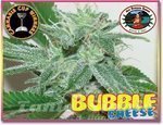 BIG BUDDHA SEEDS - Bubble Cheese