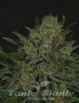 RIPPER SEEDS - Double Glock