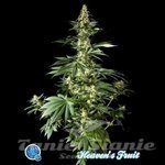 PHILOSOPHER SEEDS - Heaven's Fruit
