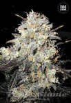BULK SEED BANK - Auto Cocopopo