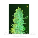 Victory Seeds - OG Kush