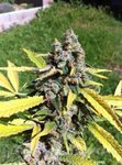 CBD SEEDS - Auto AK