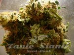 FEMALE SEEDS - Auto Critical