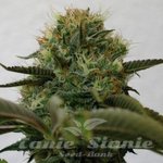 BARNEY’S FARM - Top Dawg