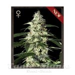 STRAIN HUNTERS - Skunk Auto