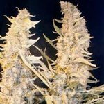 FEMALE SEEDS - Skunk Special