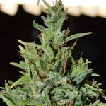 WORLD OF SEEDS - Neville Haze Auto