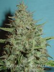 FANTASEEDS - Super Chrystal