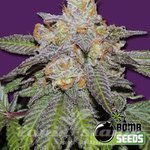 BOMB SEEDS - Cherry Bomb Auto
