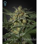 GREEN HOUSE SEEDS - White Widow Auto CBD