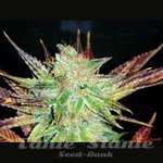 MEDICAL SEEDS - Prozack