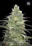 BULK SEED BANK - Blueberry Berry