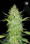 BULK SEED BANK - Auto AK