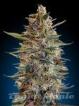 ADVANCED SEEDS - Auto Blue Diesel