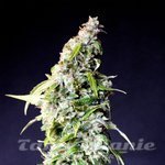 KANNABIA SEED - Speedy Boom Auto