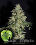 EVA SEEDS - White Dragon