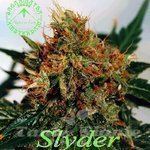 SAGARMATHA - Slyder