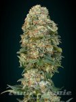 ADVANCED SEEDS - Feminized Collection #1