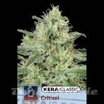 KERA SEEDS - Critical